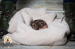 Yellow Collar Female