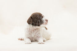 Yellow Collar Female