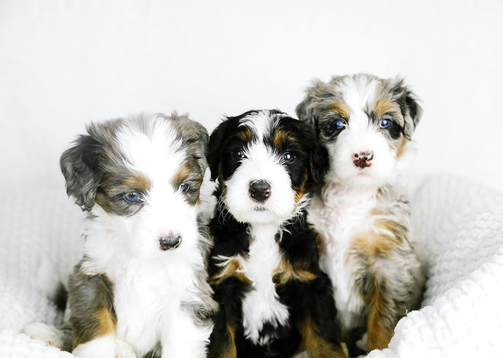 Pepper & Ozzy's Standard Golden Mountain Doodles