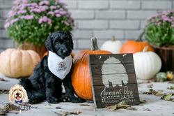 Yellow Collar Female