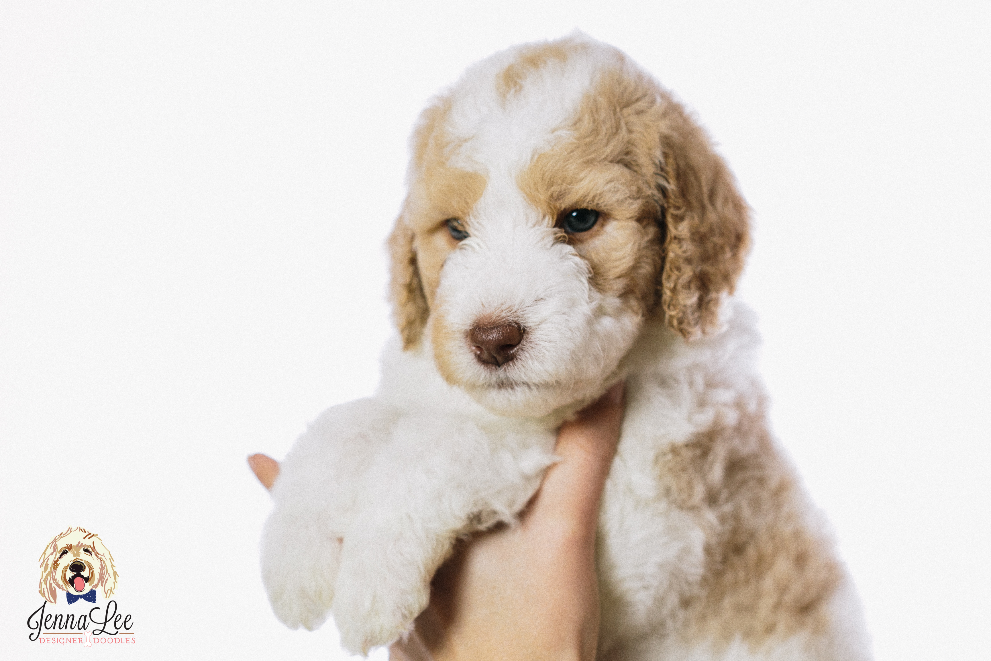Black Collar Male