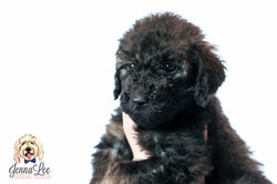 Yellow Collar Female