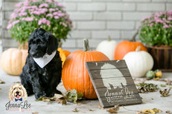 Pink Stripe Collar Female