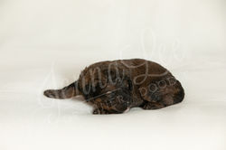 Light Blue Collar Male