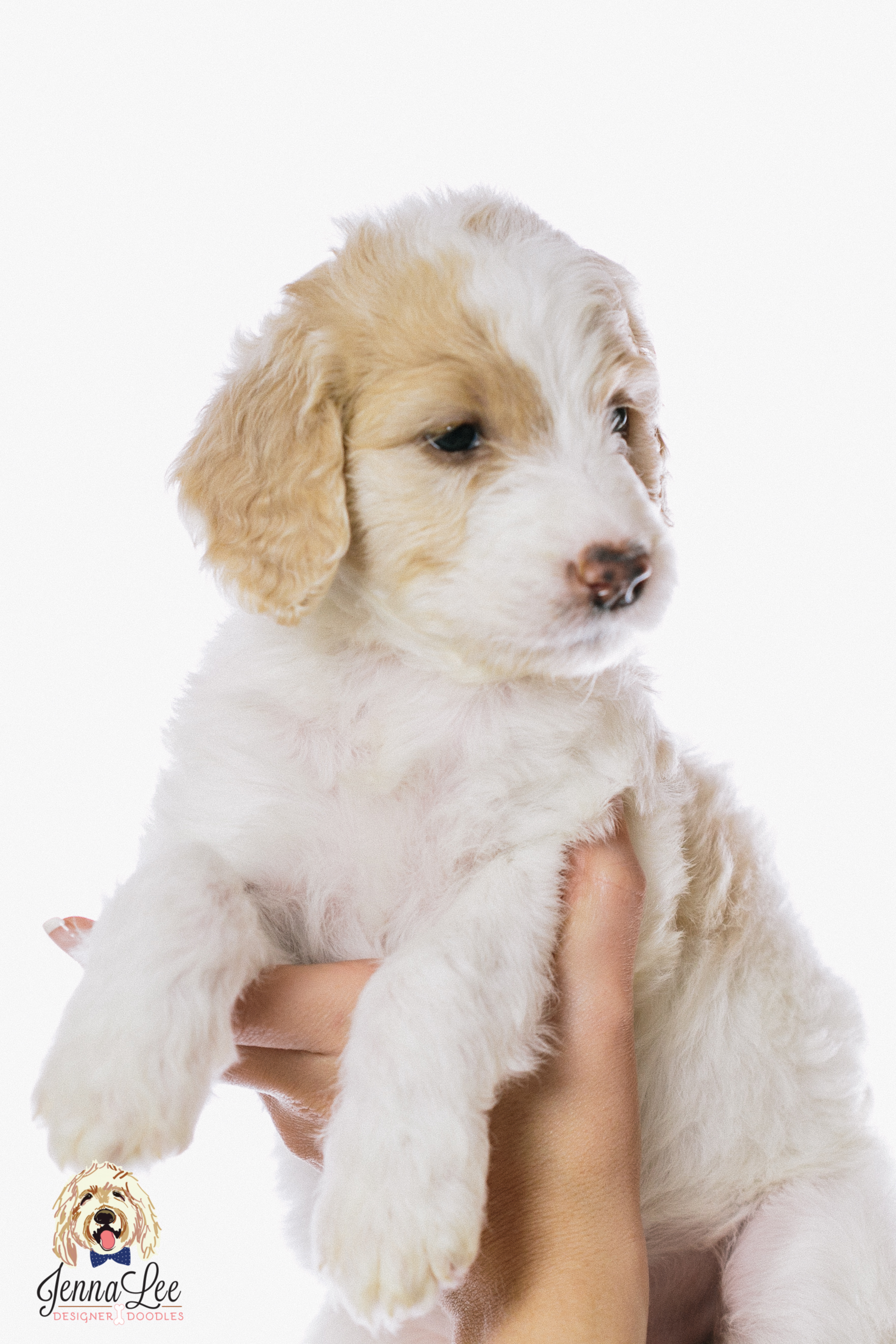 Pink Collar Female