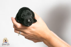 Pink Stripe Collar Female