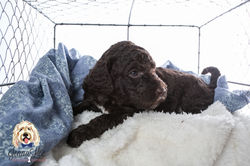 Red Collar Male