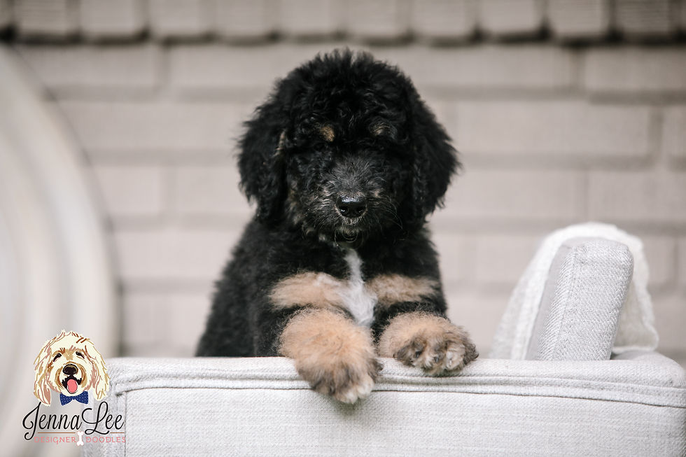 Dark Purple Collar Female