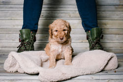 Purple Collar Female