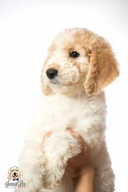 Purple Collar Female