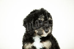 Light Purple Collar Female