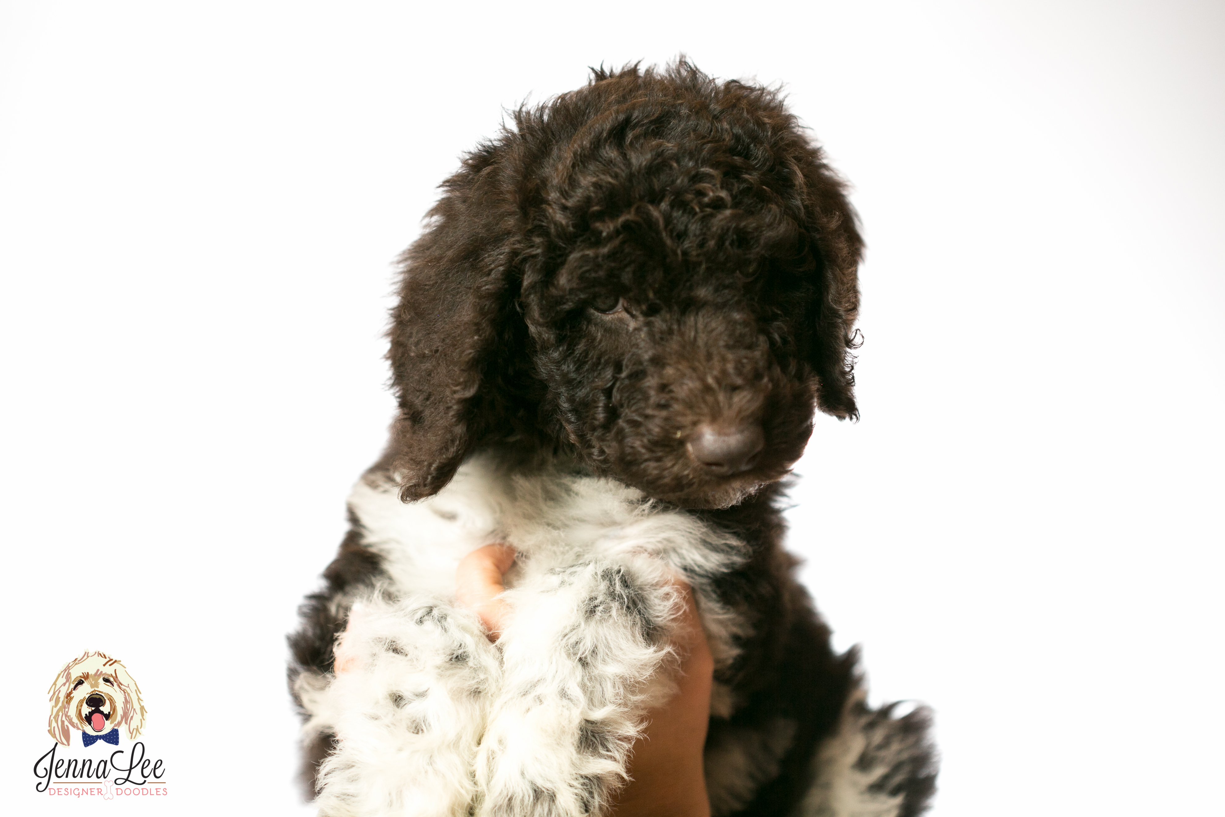 Orange Collar Male