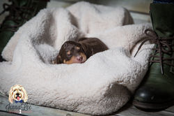 Yellow Collar Female