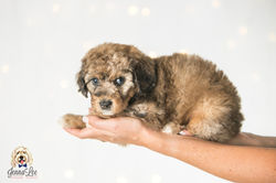 Purple Collar Female