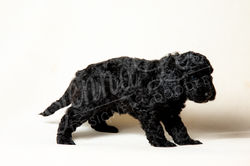 7 Pink Collar Female