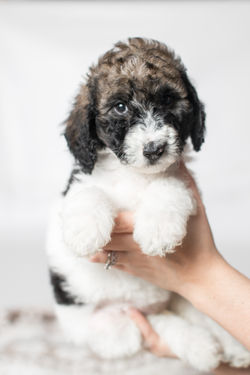 Pink Collar Female
