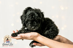 14 White Collar Male