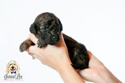 Yellow Collar Female