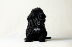 Dark Blue Collar Male