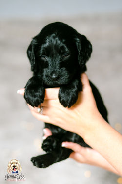 Blue Stripe Collar Male