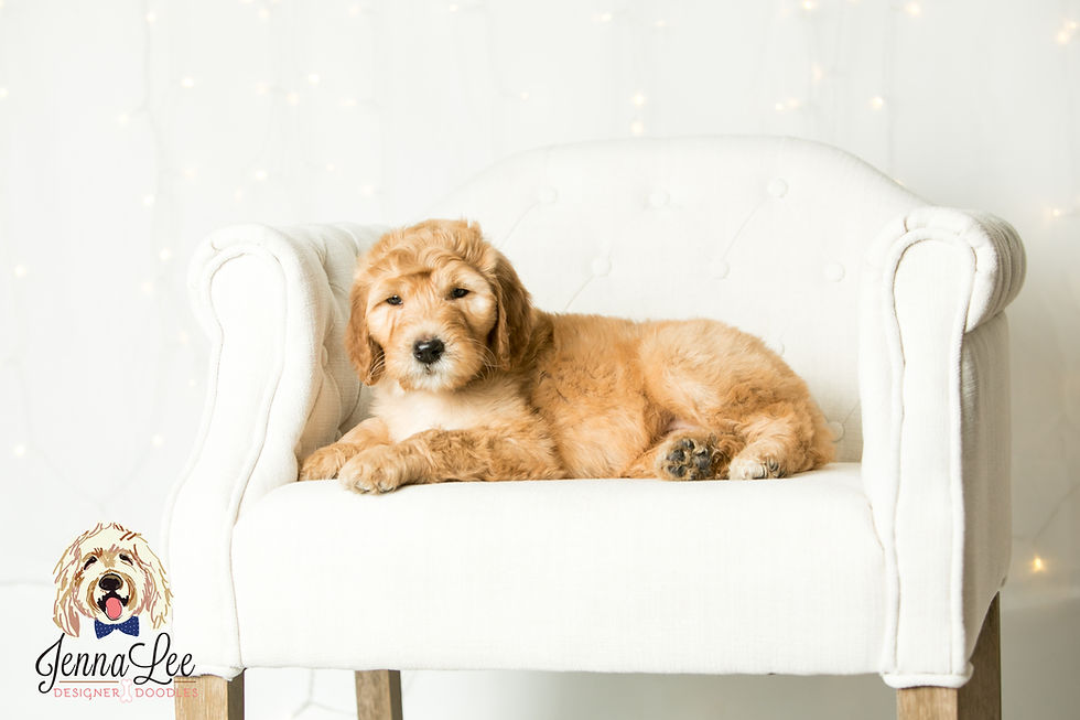 Faith's Charlotte Puppy Pickup