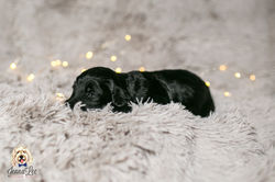 Pink Stripe Collar Female