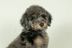 Light Blue Collar Female