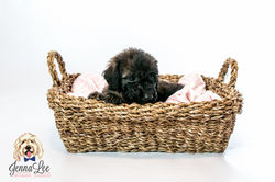 Yellow Collar Female