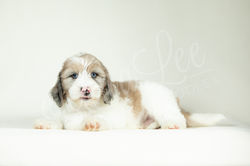 Dark Blue Collar Male