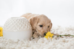 Silver Collar Female