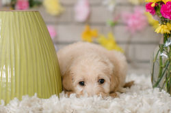 Silver Collar Female