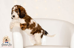 Light Pink Collar Female