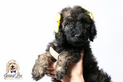 Yellow Collar Female