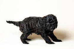 Dark Blue Collar Male