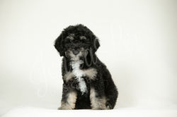 Light Purple Collar Female