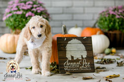 Black and White Stripe Collar Female