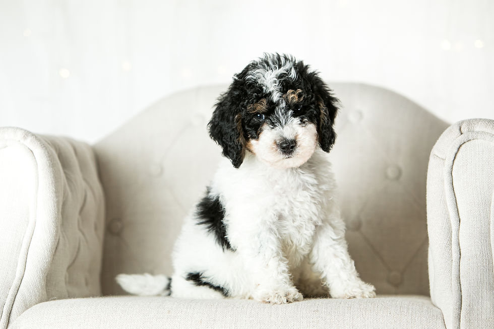 Red Collar Male