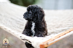 Light Blue Collar Female