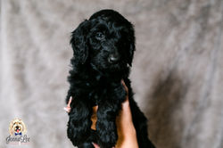 Pink Stripe Collar Female