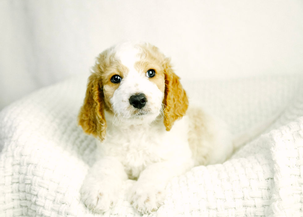 Alfie