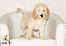 Lt. Blue Collar Male