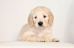 Lt. Blue Collar Male