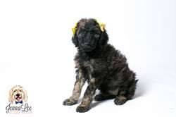 Yellow Collar Female