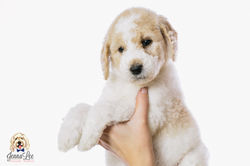 Purple Collar Female