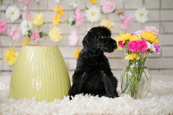 Violet Collar Female