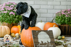 Purple Collar Female