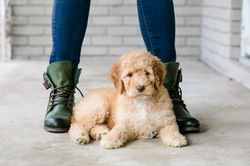 Purple Collar Female