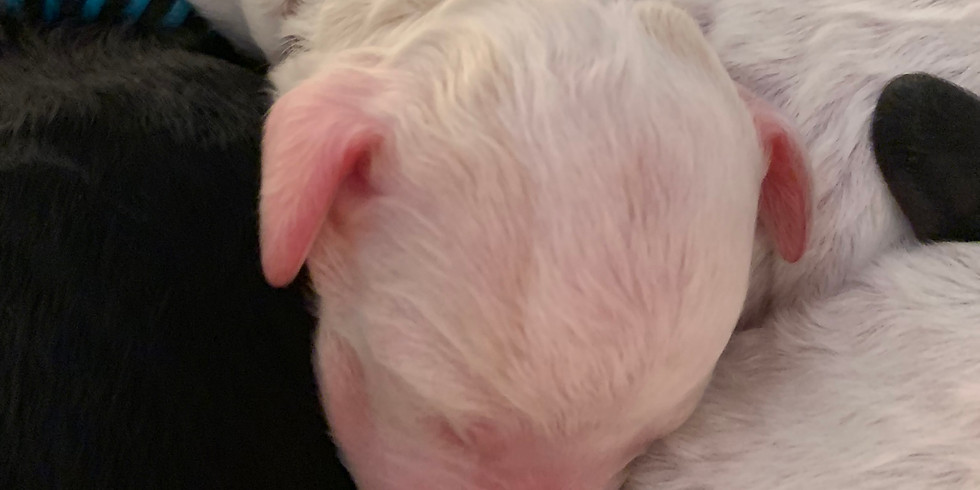 Lucy's Charleston Puppy Pickup