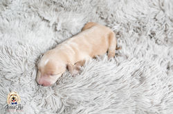 Black and White Stripe Collar Female
