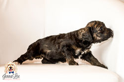 DK Pink Collar Female